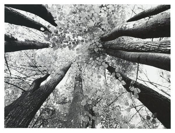 Ananya Signature Design by Ashley Wall Art